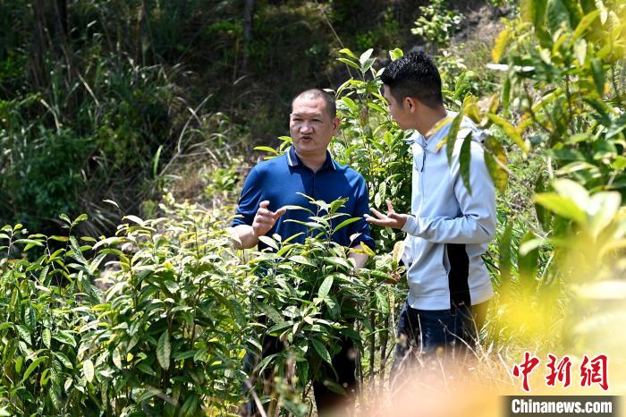 張高漢向參訪者介紹金花茶種植情況。　張金川 攝